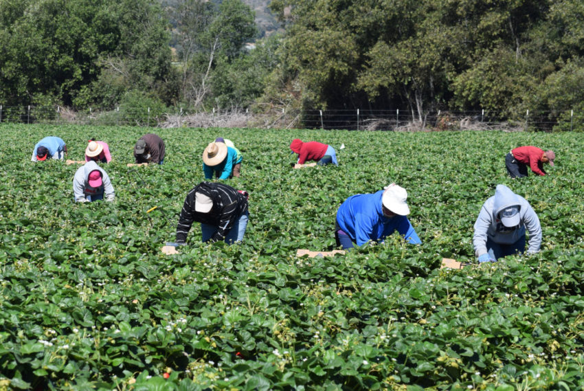 Stawberry Harvest in Central California