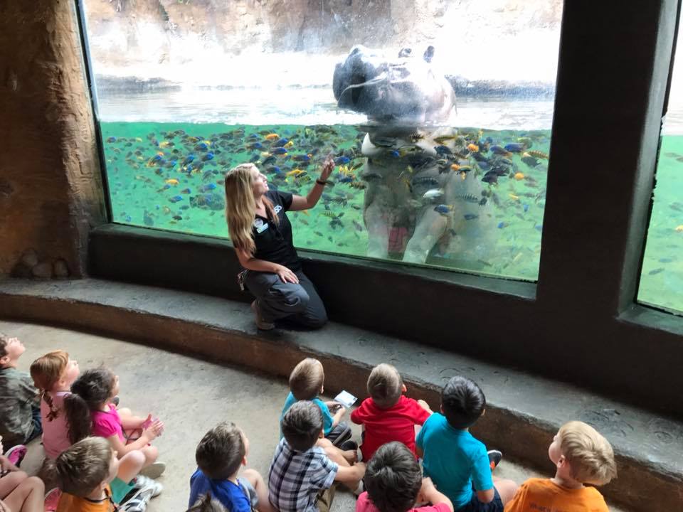 zoo school kids learning about hippos