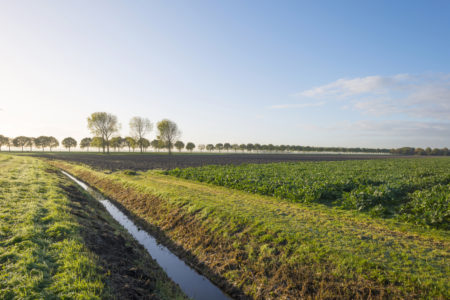 Plant based food systems