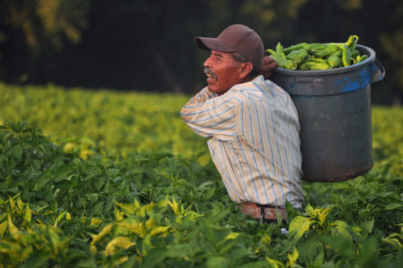 rural latino hispanic farm worker health care coronavirus covid-19