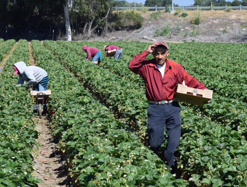Latino farmworkers cohesive culture research review