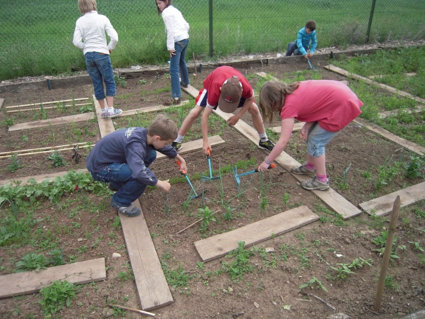 Kids Vegetables School Gardens