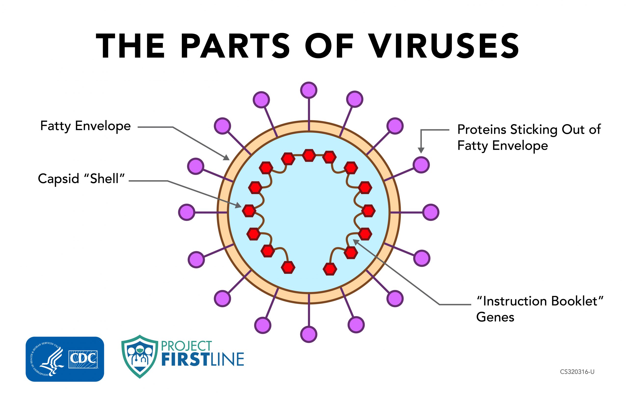 Hva er de to hoveddelene av et virus?