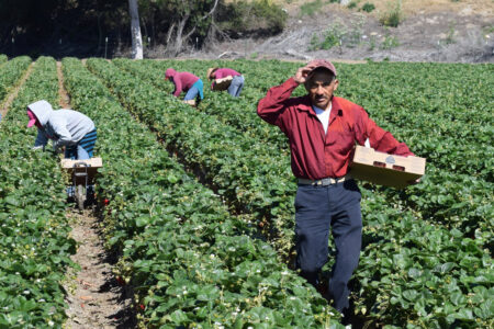 latino farmworker picking plants nitrate drinking water contaminationStrawberry Harvest in Central California
