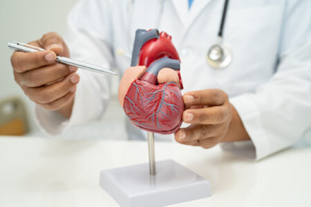 Doctor displaying anatomy model.