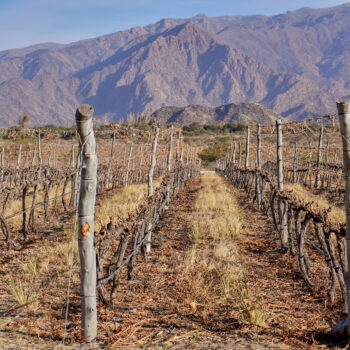 dry vineyard in Cafayate, Argentina with winter mountains in the background