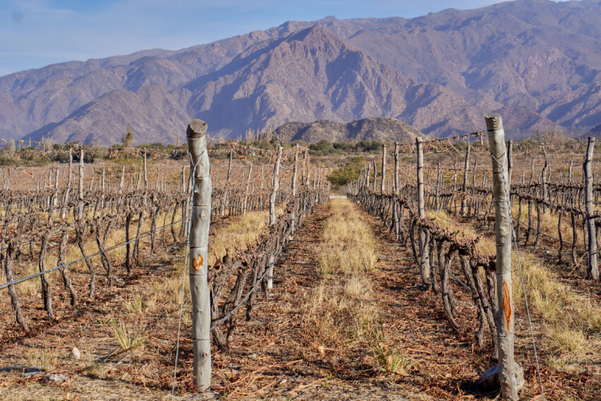 dry vineyard in Cafayate, Argentina with winter mountains in the background